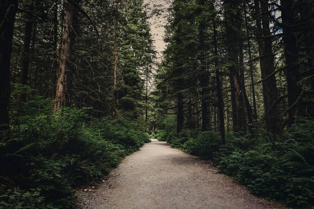 Rider on ebike navigating Forest Trail Exploration through pine forest near Deschutes