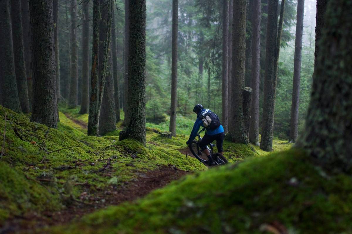 Forest Trail Exploration: The Electric Edge Most Tour Operators Ignore